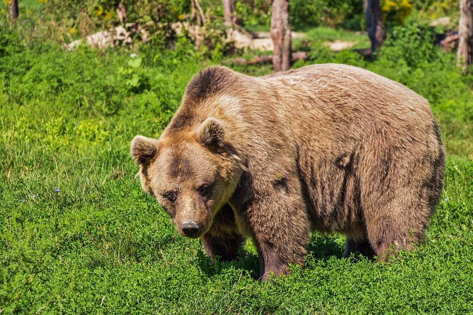 В Югре медведи очнулись от зимней спячки