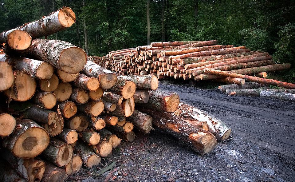 Два жителя Нижневартовского района обвиняются в незаконной рубке леса
