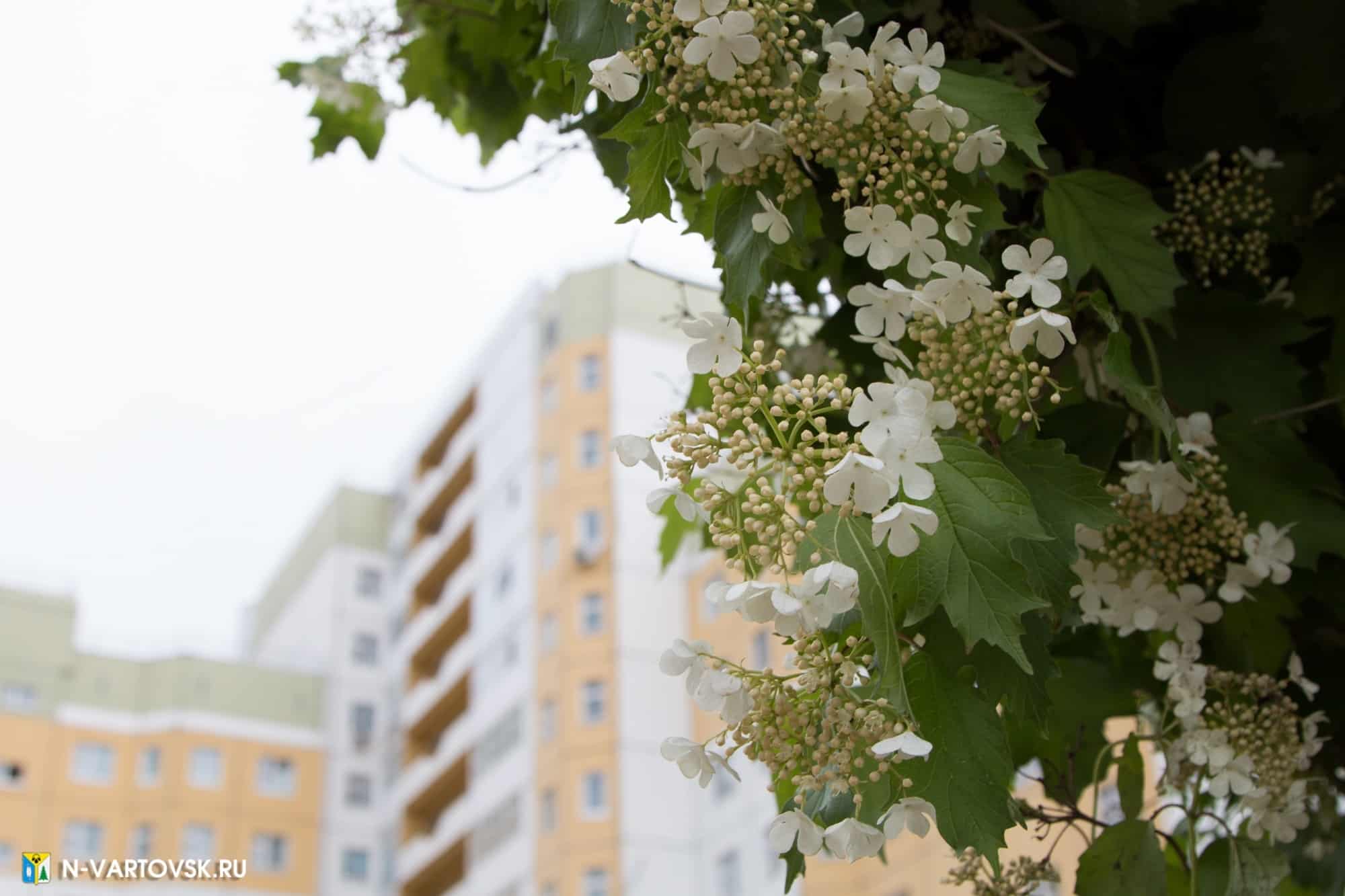 В ходе осенних посадок на улицах Нижневартовска появятся молодые яблони, рябины и черемуха