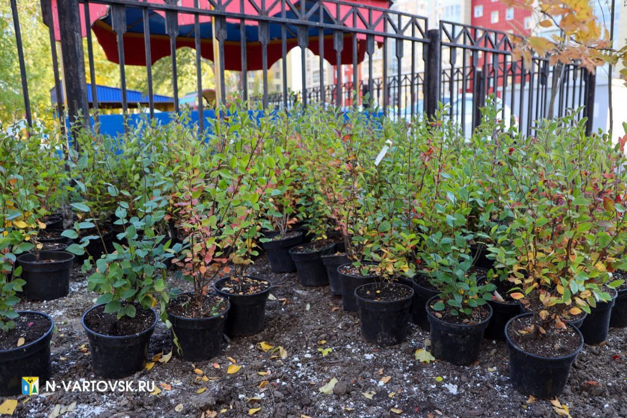 В новом сквере "Поколение" в Нижневартовске начали высаживать деревья